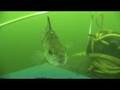 Wraysbury Perch and Pike