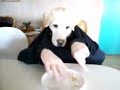 perro - Perro con manos de humano