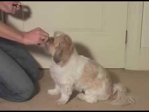 how to treat ticks in shih tzu