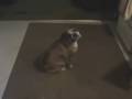Mojo Maggie Break Dance Bulldog