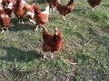 Poules bio des jardins de Rose