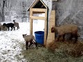Lambs Sproinking