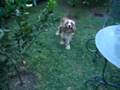 videos de Slypie Rene - Spanish Cocker