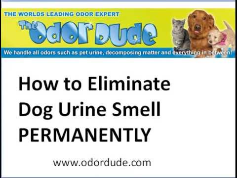 how to eliminate odor on a dog