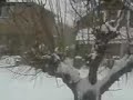 niebe en canada