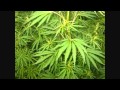 Pyck - Sativa
