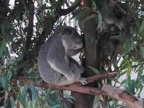 Koala Shreds