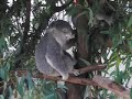 short film of koala rhythm guitarist