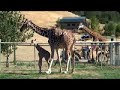Casha Giraffe Birth