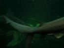 Tiburones Acuario Veracruz