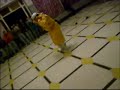 Moroccan music dancing party Morocco travel Berber