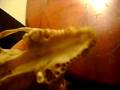 the skull thats in the ball python cage