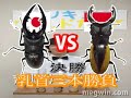 ネットランナー10月号連動企画！http://www.new-akiba.com/MEGWIN TV http://megwin.com/MEGWINの体でクワガタたちが大暴れ！