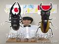MEGWINTV「クワガタでムシキングワールドカップ」
