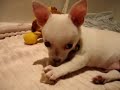ChiHuaHua - Miruku 02 ChiHuaHua - Miruku 02