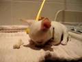 Chihuahua video