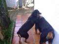 pitbull and rottweiler attack   Natasha ataca Rudolf
