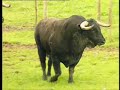 El toro bravo en el campo (2)