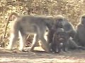 chacma-baboons-petes-pond-041508.html