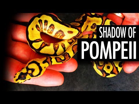 YouTube reptile video
