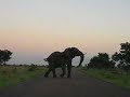 Elephant Elephant