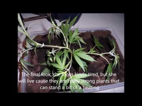 how to grow weed lst method