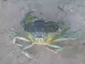 Krabbfiske 3