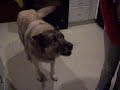sexy move grawling dog