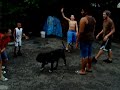 Neapolitan mastiff sasso 4 month puppy playing  basketball!