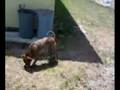 videos de pies robi backflipy