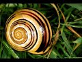 La cité des escargots perdu song La cité des escargots perdu song