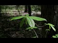 This is test footage from the Canon 5D mark iii. Simple shots made in succession to test the basic ability of this camera. All of the shots were a 60 of a second Shutter Speed, 25fps (1920x1080 ALL-I), and 100 ISO. I used a Standard Picture Style. Sharpness and Contrast all the way off, and Saturation down by 2. Lenses used: Canon 50mm f/1.4 Nikkor 85mm f/2.0 AI-s Nikkor 20mm f/2.8 AI-s Minolta 35mm f/2.8 Rokkor-X Name of the artist: Greendjohn Name of the tack: Inner Peace Direct link to the track: www.jamendo.com