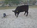 Dog Chases Steers