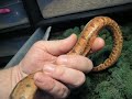 This is a super red Pearlescent Bloodline Hypo This is a super red Pearlescent Bloodline Hypo