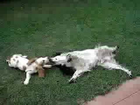 Guarda video cocker spaniel