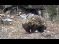 Australian Wildlife: Echidna