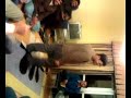 Samir chitnis... guru of prabhu deva... dancing to the beats of nach re mora!!!