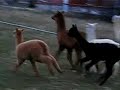 AlpacaRacingFun1