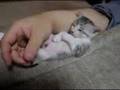 かわいい子猫。