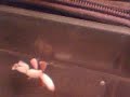 my hymenopus coronatus eating banana my hymenopus coronatus eating banana