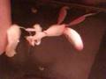 my hymenopus coronatus eating banana