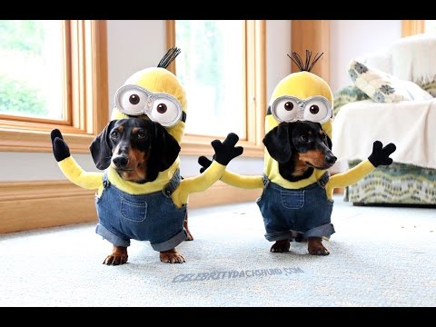 Wiener Dog Minions! Wiener Dog Minions!