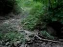 Woodland Adventure III Woodland Adventure III