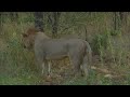 Mating exhausts lions