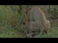 Mating exhausts lions