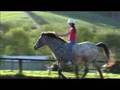 Apache-Natural-Horse