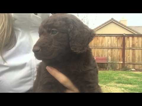 Multigeneration standard Labradoodle