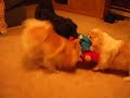 Pomeranians VS Pekingese Pomeranians VS Pekingese