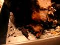 videos de Thanksgiving 028.avi
