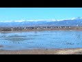 Geese on Ice Timelapse Geese on Ice Timelapse